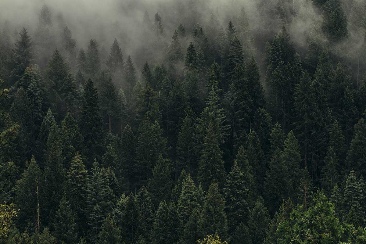 How Much Paper Comes From One Tree_
